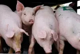 Giá heo hơi hôm nay 2/11/2025: Giá heo hơi ổn định trên toàn quốc
