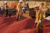Giá cà phê tuần qua tăng cao, cả nước thu về 433 triệu USD từ xuất khẩu