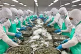 Xuất khẩu tôm khởi sắc đầu năm