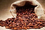 Giá cà phê hôm nay 10/3/2026: Arabica tăng mạnh, trong khi robusta có dấu hiệu chững lại
