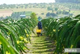 Thanh long xuất khẩu sang EU: Kiểm soát 30%, không phải 50%