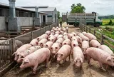 Giá heo hơi hôm nay 5/4: Biến động trái chiều tuần qua