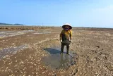 Vụ ngao chết hàng loạt: Nhiều năm tái diễn, gây thiệt hại cho người nuôi