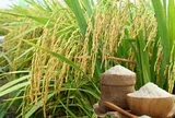 Giá lúa gạo hôm nay 29/4/2026: Ổn định, giao dịch trầm lắng