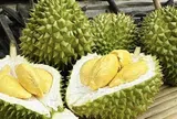 Giá sầu riêng hôm nay 5/5/2026: Thị trường ít biến động, giá bình ổn