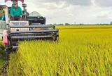 Ngày 8/5: Gạo xuất khẩu khởi sắc, nguồn lúa miền Tây dần khan hiếm