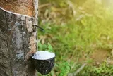 Giá cao su hôm nay 8/5/2026: Thị trường thế giới tiếp đà khởi sắc