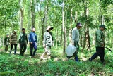 Truy quét "thòng lọng tử thần" giữa đại ngàn Tây Nguyên