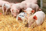 Giá heo hơi hôm nay 13/5: Tăng nhẹ tại miền Bắc và miền Trung