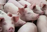 Giá heo hơi hôm nay 15/5: Toàn quốc đi ngang, Đồng Nai giữ đỉnh 71.000 đồng/kg