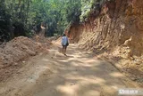Huế lập tổ kiểm tra vụ khai thác gần 40ha rừng chưa đủ hồ sơ pháp lý