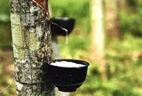Giá cao su hôm nay 18/5/2026: Biến động trái chiều