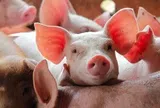 Giá heo hơi hôm nay 18/5: Cập nhật chi tiết giá heo hơi trên cả nước