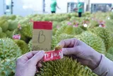 Sầu riêng Việt chuyển hướng phát triển bền vững, nâng tầm giá trị