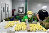 Xuất khẩu nông lâm thủy sản Việt Nam ghi nhận nhiều diễn biến trái chiều