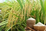 Giá lúa gạo hôm nay 2/6/2026: Toàn cảnh thị trường, xuất khẩu và dự báo