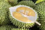 Giá sầu riêng hôm nay 10/6/2026: Thị trường ổn định với tín hiệu hồi phục nhẹ