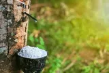 Giá cao su hôm nay 16/6/2026: Nhật Bản tăng nhờ nguồn cung thắt chặt