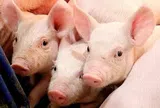 Giá heo hơi hôm nay 16/6: Giảm nhẹ tại miền Trung và miền Nam