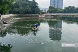 Hà Nội: Cá chết nổi trắng hồ Nghĩa Đô