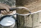 Giá cao su hôm nay 17/6/2026: Cao su thế giới tiếp tục đi lên