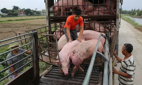Giá thịt lợn dần hạ nhiệt