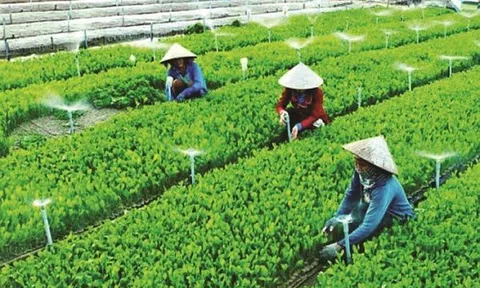 Hà Nội: Hiệu quả từ những mô hình nông nghiệp ứng dụng công nghệ cao