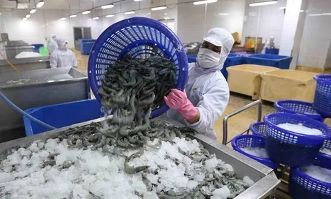 Vì sao nông thủy sản Việt xuất khẩu sang Úc bị chậm kiểm dịch, thông quan?