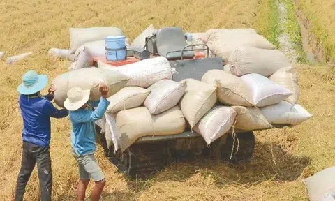 Giá lúa gạo liên tục giảm, chuyên gia nhận định về triển vọng xuất khẩu gạo năm 2025