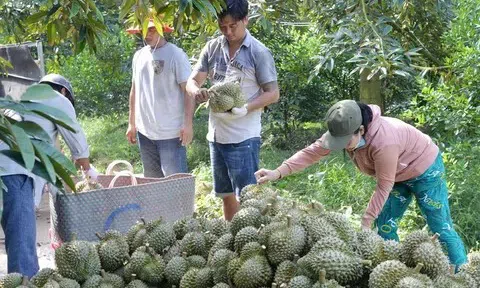 Tiền Giang tăng cường quản lý chất lượng trái sầu riêng xuất khẩu tạo dựng thương hiệu bền vững