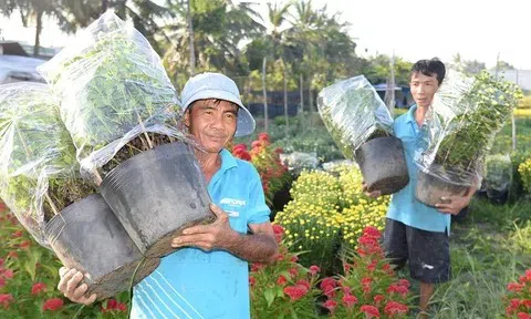 Người trồng hoa Tết Tiền Giang ngổn ngang với mối lo: Chi phí đầu vào tăng, giá hoa tết không tăng