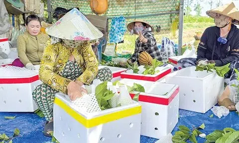 Cần Thơ: Đảm bảo chất lượng, an toàn thực phẩm và phát triển thị trường nông lâm thủy sản năm 2025