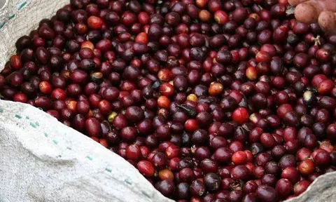 Giá cà phê hôm nay 6/6: Thị trường trong nước phục hồi, tăng cao về ngường 114.100 đồng/kg