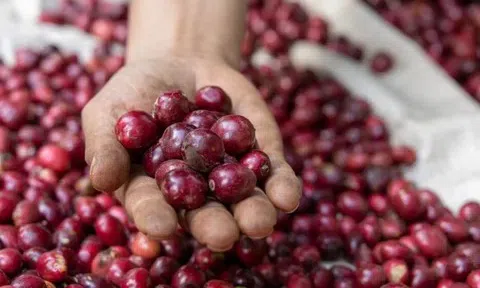 Giá cà phê hôm nay 7/6/2025: Giá cà phê tăng mạnh trở lại