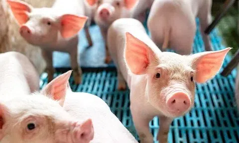 Giá heo hơi hôm nay 7/6/2025: Chưa có dấu hiệu điều chỉnh mới, cao nhất 75.000 đồng/kg