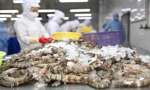 Mỹ áp thuế chống bán phá giá với tôm Việt lên tới 35,29%