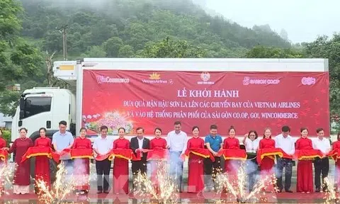 Đưa mận hậu Sơn La lên các chuyến bay