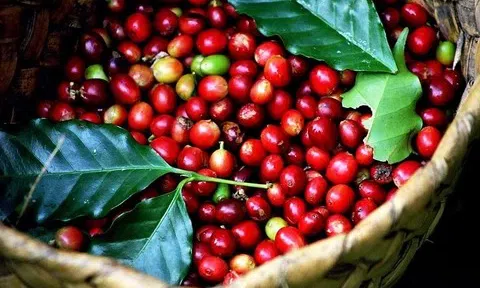 Giá cà phê hôm nay 11/6: Tăng mạnh trở lại