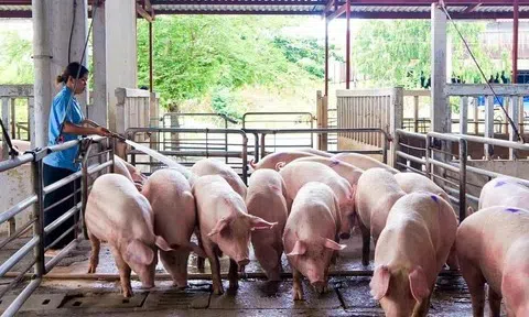Giá heo hơi hôm nay 11/6: Giảm nhẹ ở miền Nam