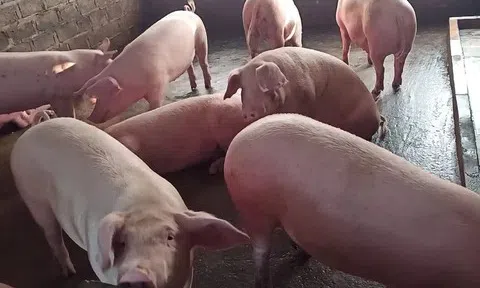 Giá heo hơi hôm nay 12/6/2026: Đi ngang trên cả nước