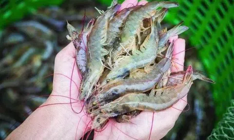 Giá tôm tăng cao nhất trong vòng 1 năm qua, người nuôi lãi cao