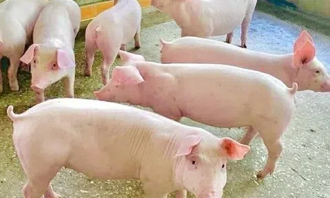 Giá heo hơi hôm nay 16/6/2025: Tiếp tục chuỗi ngày đi ngang