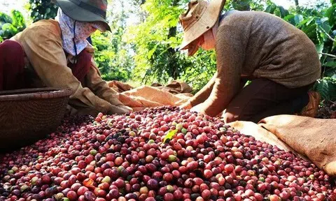 Giá cà phê hôm nay 17/6/2025: Sắc đỏ bao trùm, robusta giảm xuống mức thấp nhất trong 10 tháng