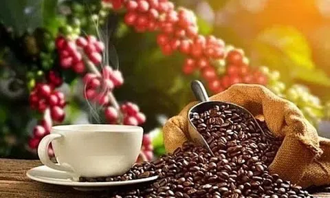 Giá cà phê hôm nay 18/6/2025: Giảm mạnh liên tiếp