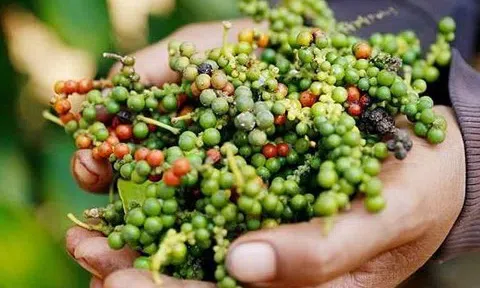 Giá tiêu hôm nay 21/6/2025: Tiếp tục giảm mạnh