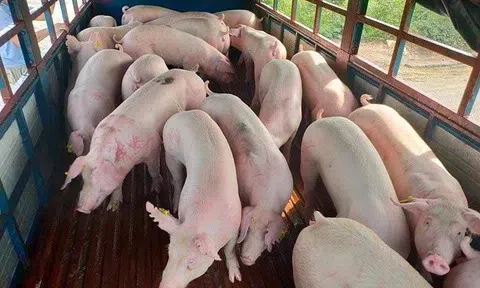Giá heo hơi hôm nay 23/6/2025: Miền Bắc ổn định, miền Nam - miền Trung giảm nhẹ