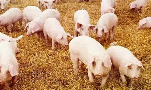 Giá heo hơi hôm nay 22/6/2025: Thị trường ba miền đi ngang, không có biến động