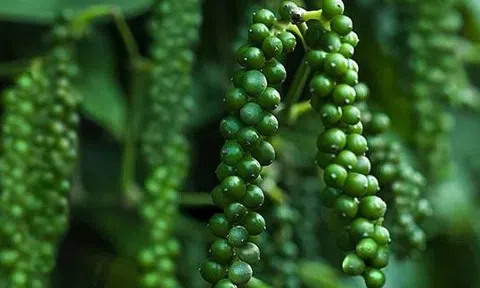 Giá tiêu hôm nay 22/6/2025: Đi ngang cuối tuần