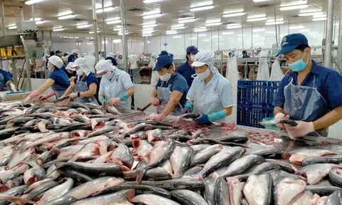 Cá tra, cá basa Việt Nam nhận tin vui từ thuế quan Mỹ