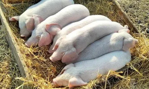 Giá heo hơi hôm nay 24/6/2025: Miền Trung, miền Nam giảm 1.000 đồng/kg
